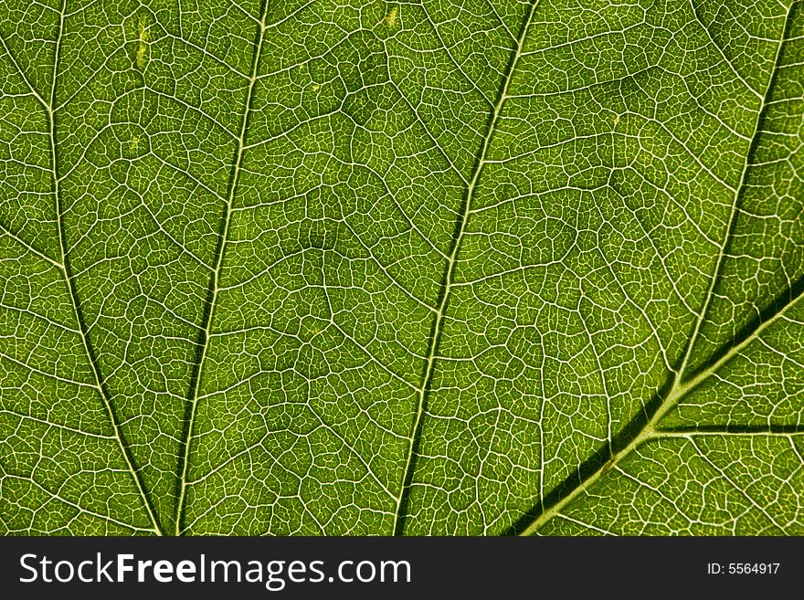 Leaf macro, extreme close-up shot