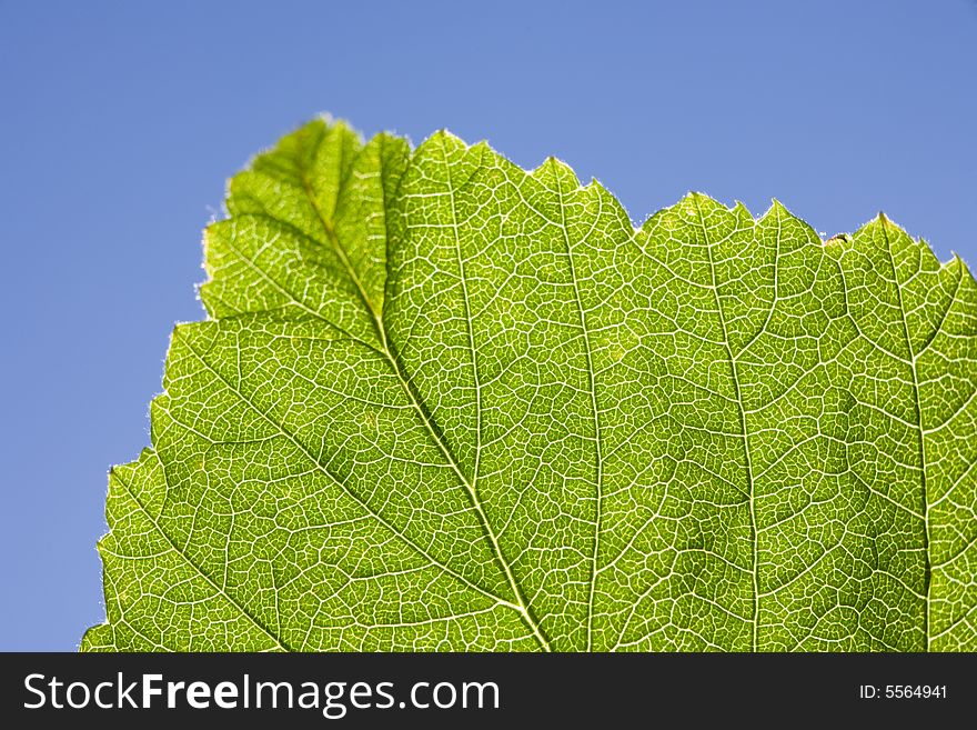 Leaf macro, extreme close-up shot