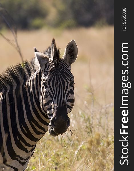 Closeup of a beautiful African Zebra eating and looking at the camera. Closeup of a beautiful African Zebra eating and looking at the camera