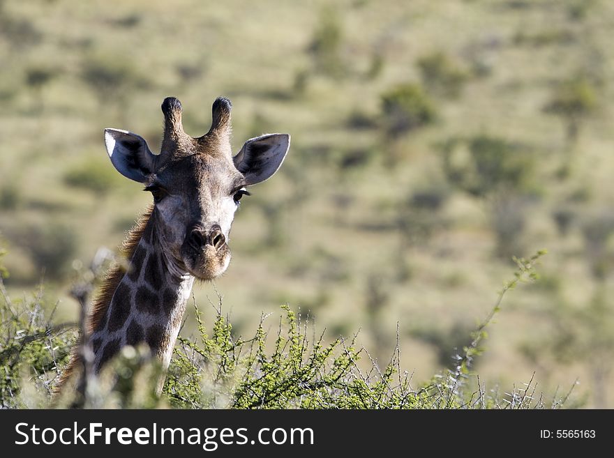An African Giraffe with its head way above the trees looking at the camera. An African Giraffe with its head way above the trees looking at the camera
