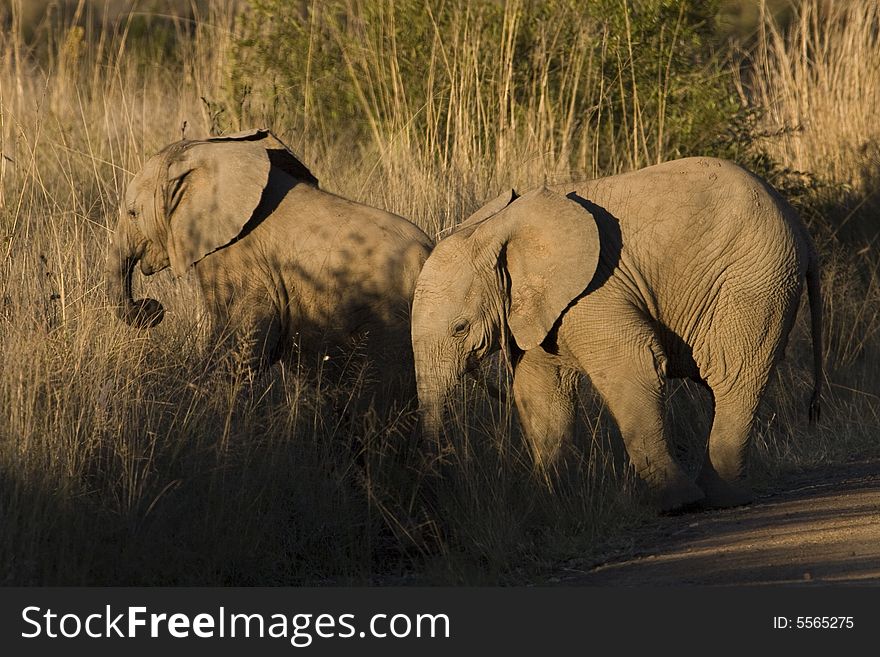 Two baby elephants are following their mother across the path. Two baby elephants are following their mother across the path