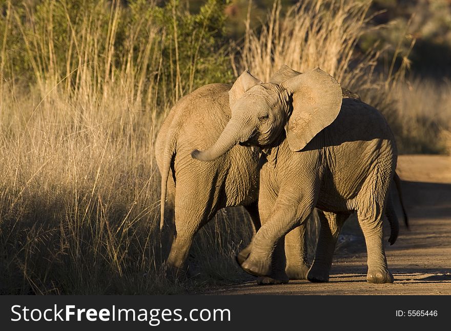 An African Elephant playing with its brother flapping his ears and swinging its trunk. An African Elephant playing with its brother flapping his ears and swinging its trunk
