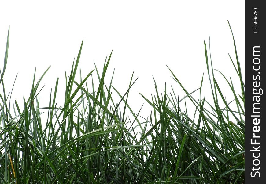 Grass