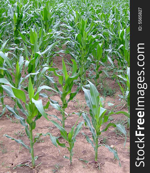 Lines on a field of new corn. Lines on a field of new corn