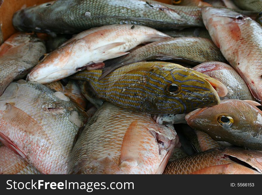 Salt water fish caught by local fisherman from the Bahamian Ocean. Salt water fish caught by local fisherman from the Bahamian Ocean