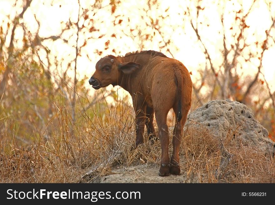 Buffalos And Calf