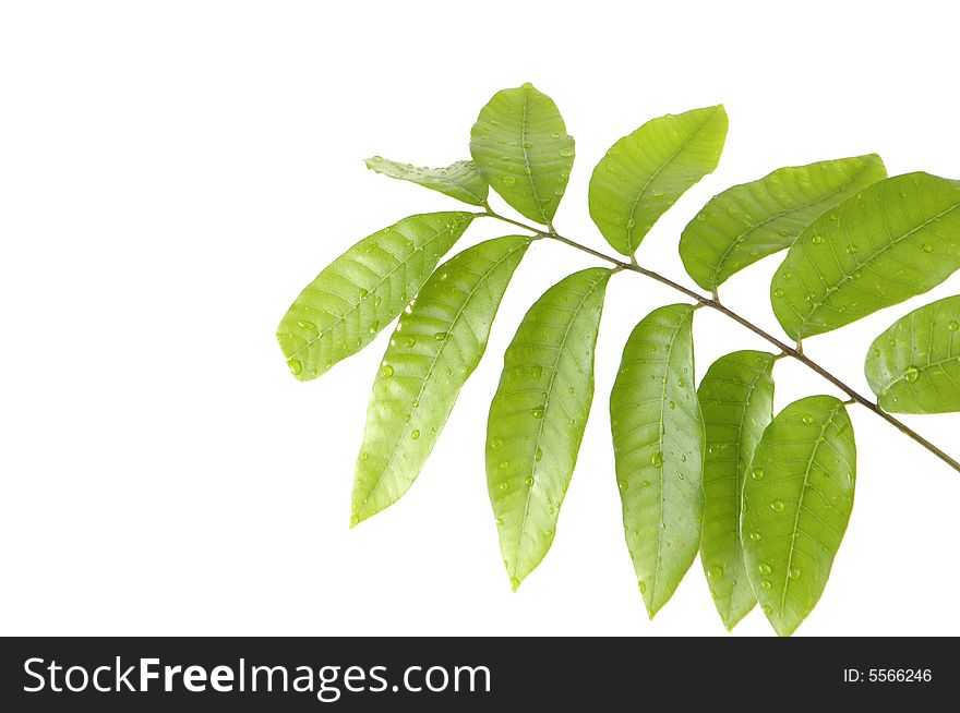 Green leaf isolated on white background