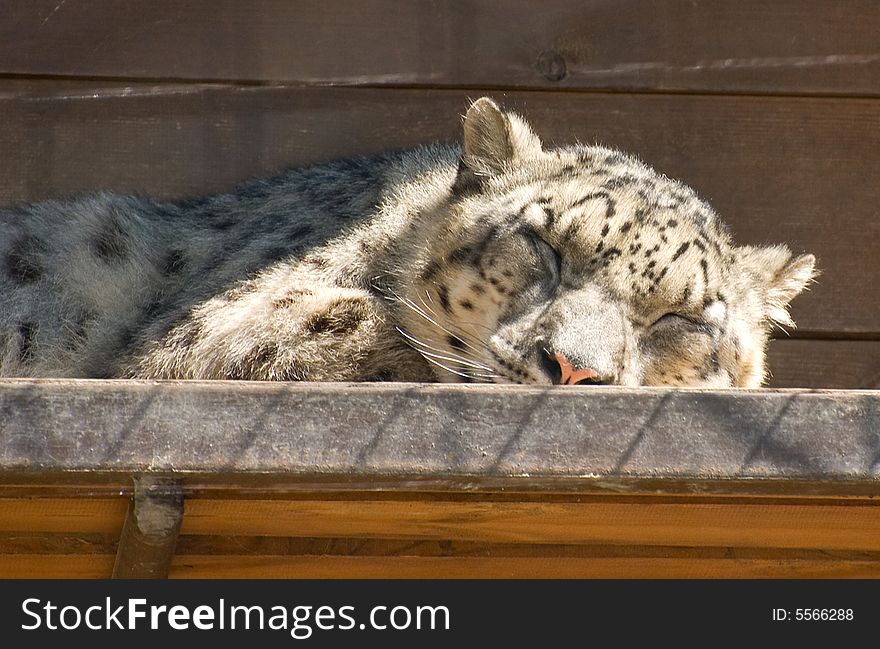 The snow leopard in the zoo. The snow leopard in the zoo