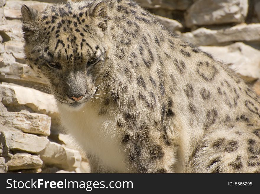 The snow leopard in thw zoo