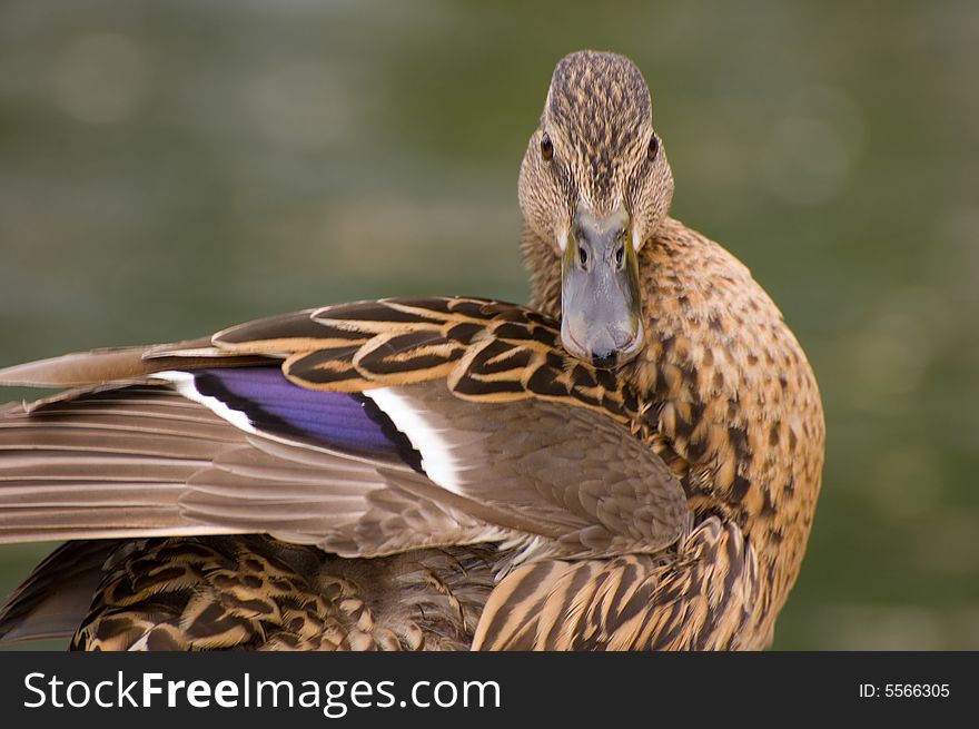 The lonely duck onn the lake. The lonely duck onn the lake