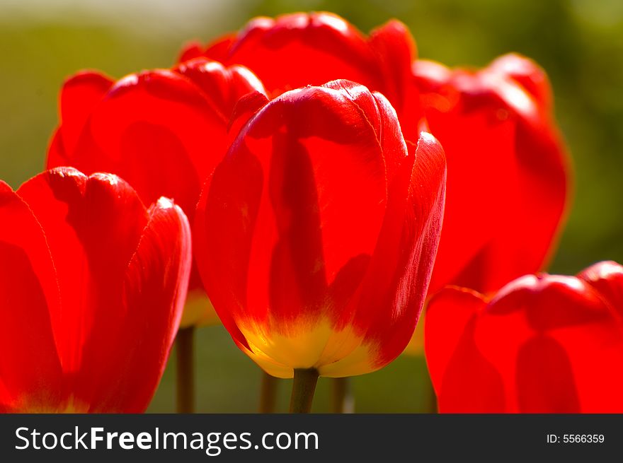 The big red tulips in my garden