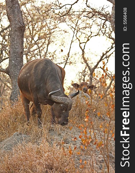 Photo of Buffalo herd taken in Sabi Sands Reserve in South Africa