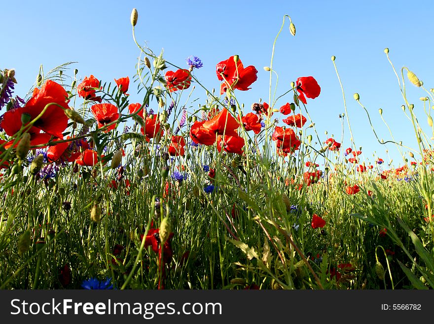 Spring landscape - red poppies field