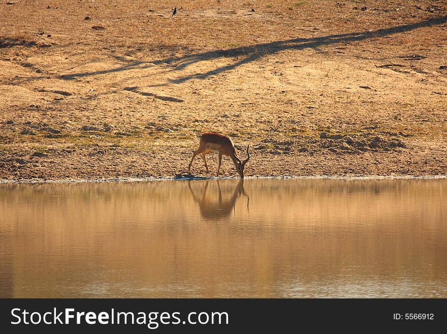 Photo of Drinking Impala taken in Sabi Sands Reserve in South Africa