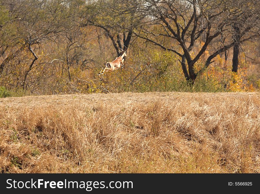 Springing Impala