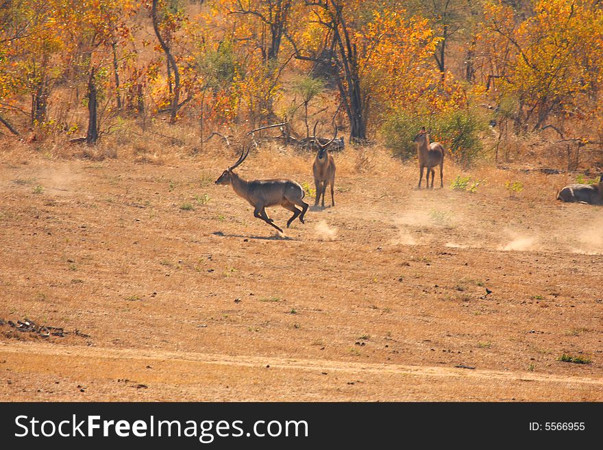 Photo of Male Waterbuck taken in Sabi Sands Reserve in South Africa