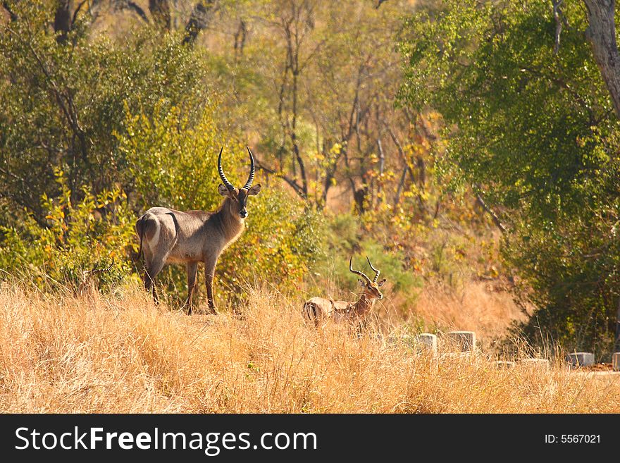 Photo of Male Waterbuck taken in Sabi Sands Reserve in South Africa