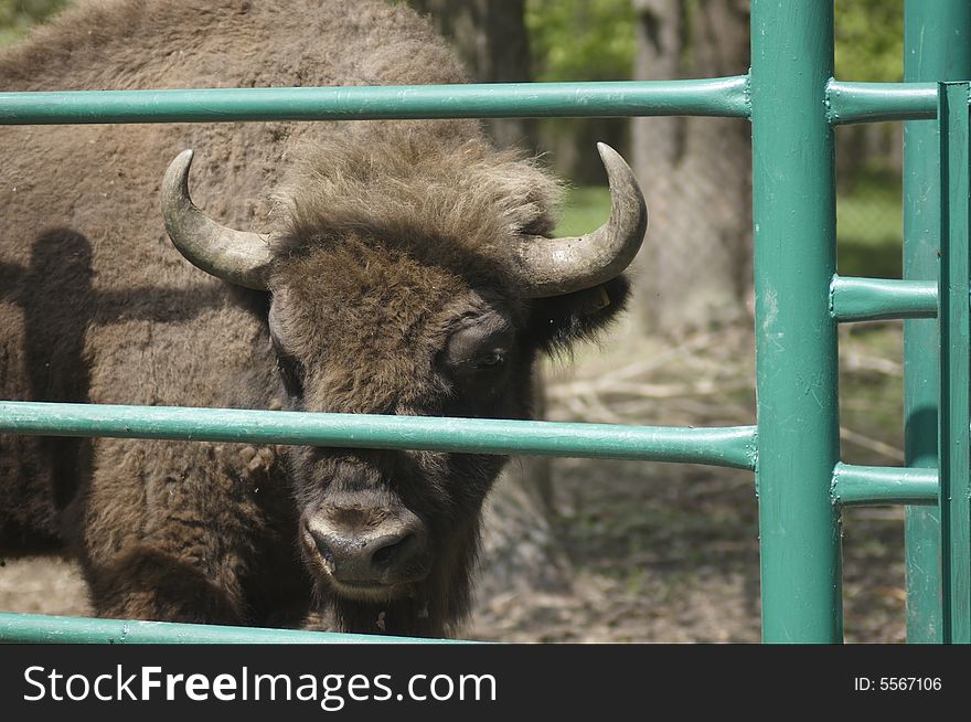 Zubr (Russian bizon) - in nature reservation near Moscow. Russia.