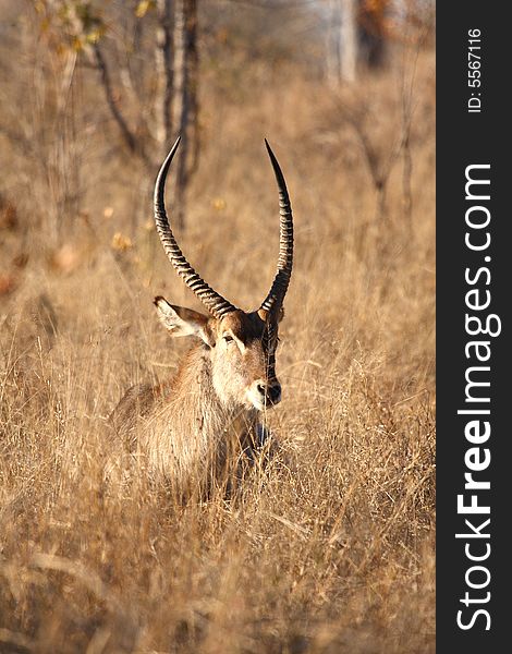 Photo of Male Waterbuck taken in Sabi Sands Reserve in South Africa