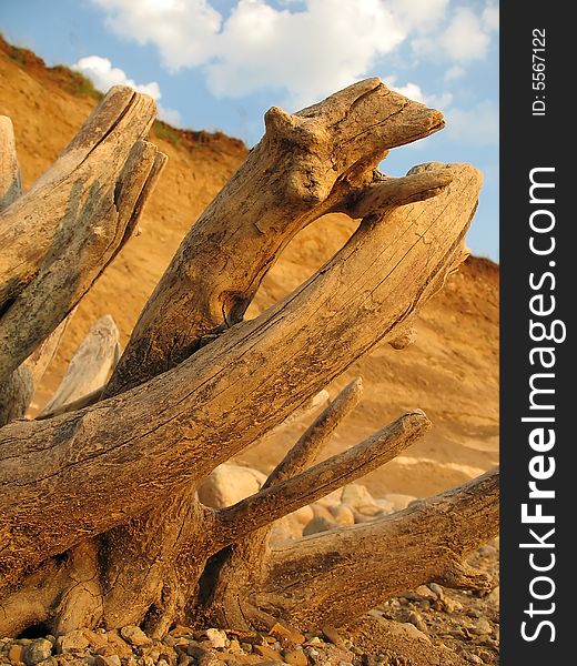 Close up of a dry tree trunk with scenery