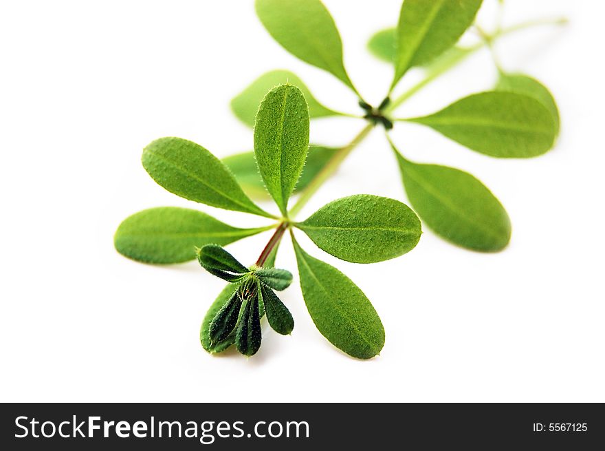 Green interesting shaped weed isolated on white