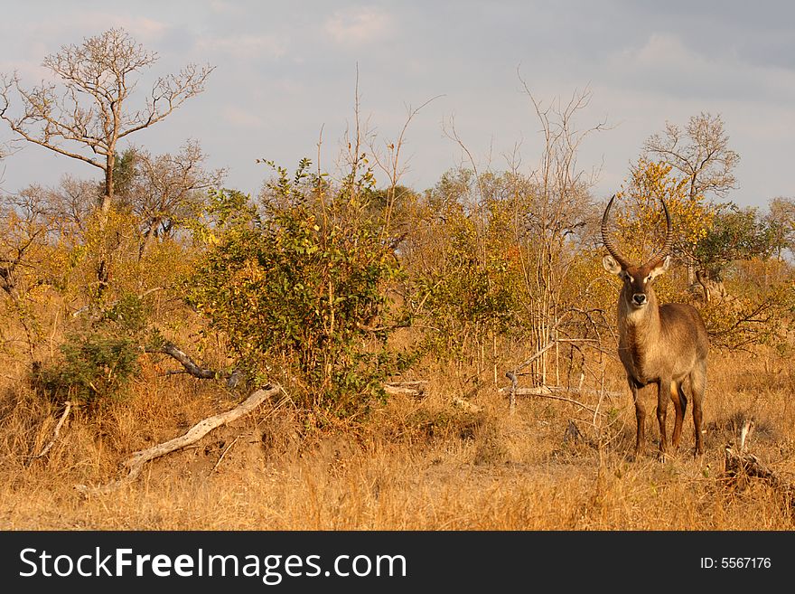 Photo of Male Waterbuck taken in Sabi Sands Reserve in South Africa