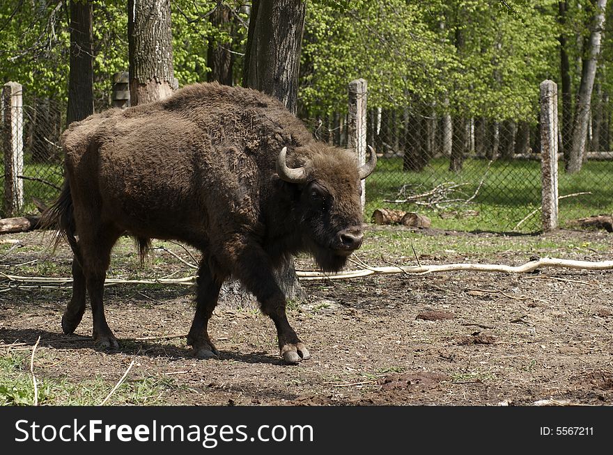 Zubr (Russian bizon)