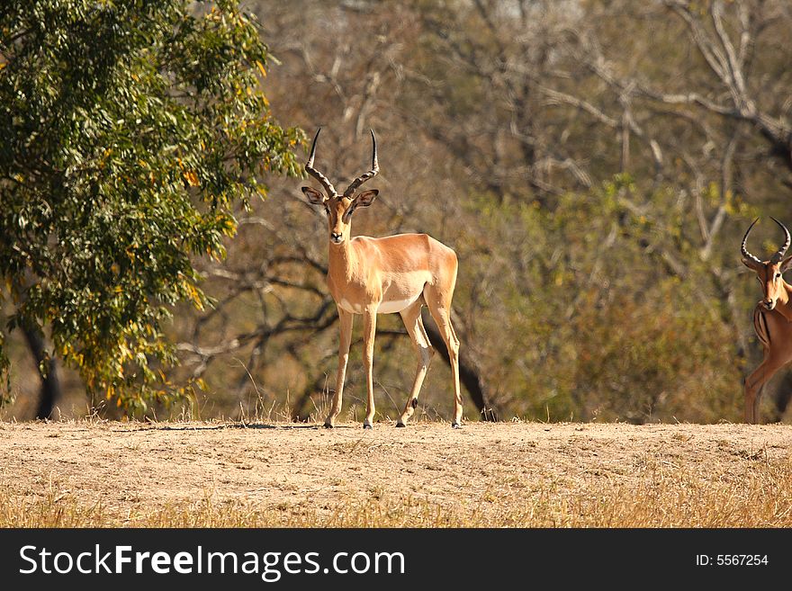 Photo of Male Impala taken in Sabi Sands Reserve in South Africa