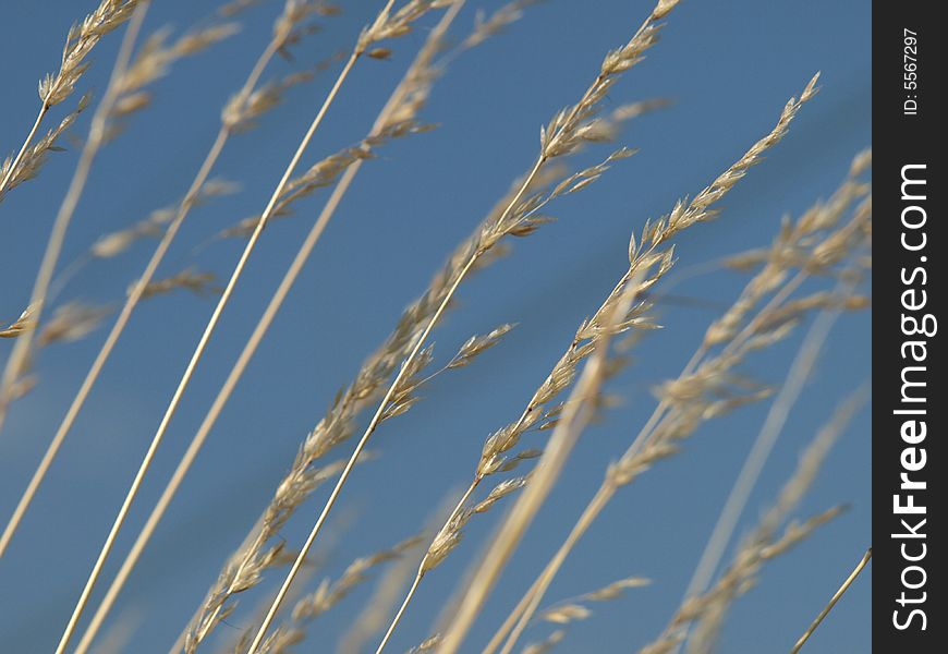 Dry grass on blue sky background