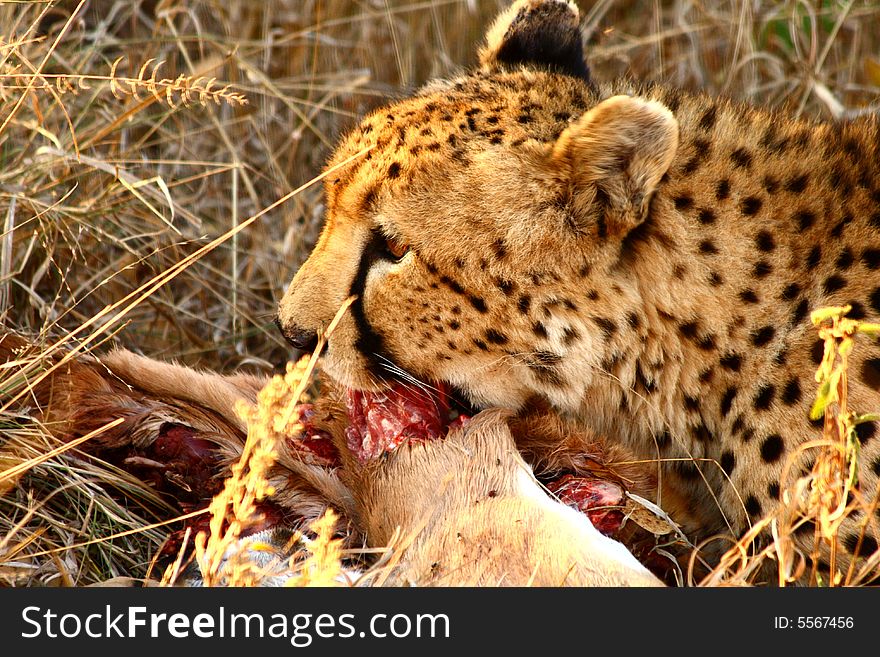 Photo of a Cheetah with a dead impala. Photo of a Cheetah with a dead impala