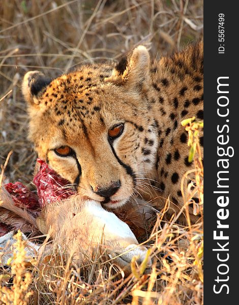 Photo of a Cheetah with a dead impala. Photo of a Cheetah with a dead impala