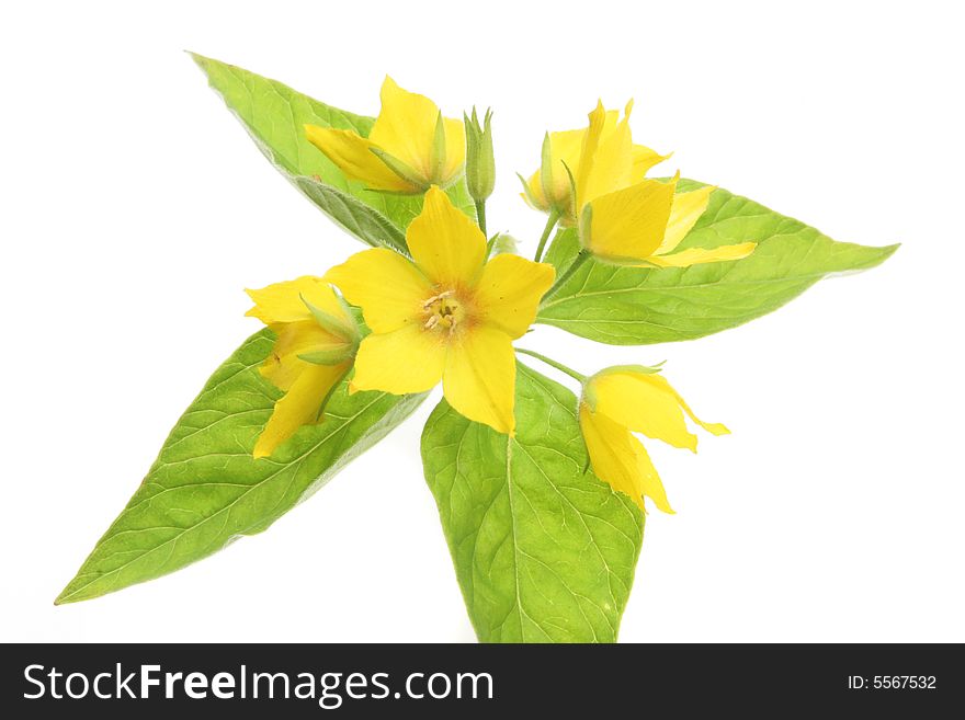 Yellow loose-strife flower and leaves. Yellow loose-strife flower and leaves