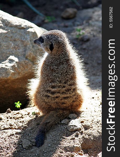 Shot of a meerkat sunning himself