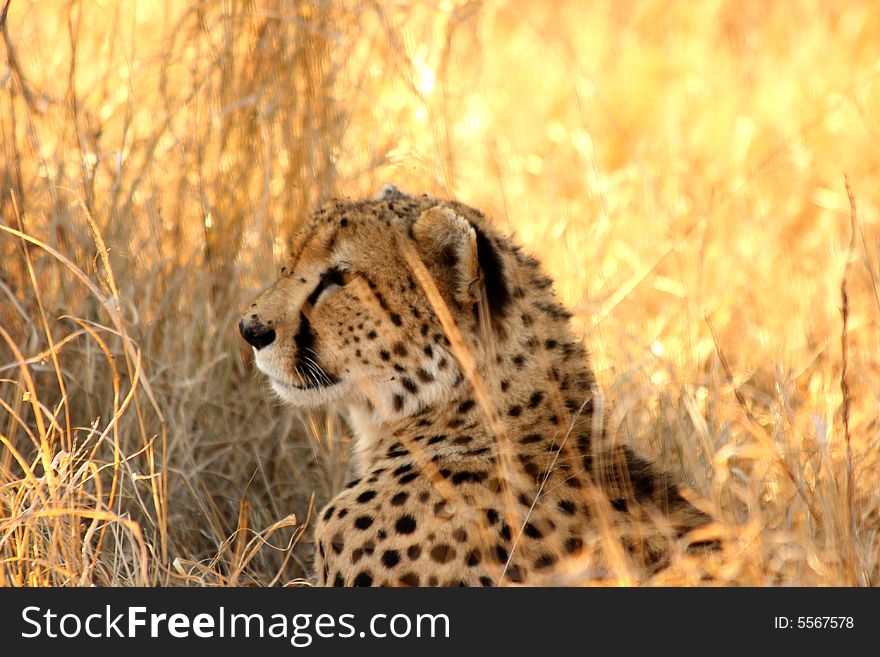 Photo of a Cheetah in the Sabi Sands Reserve