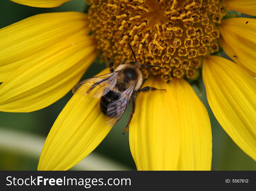 Bee On Yellow Flower