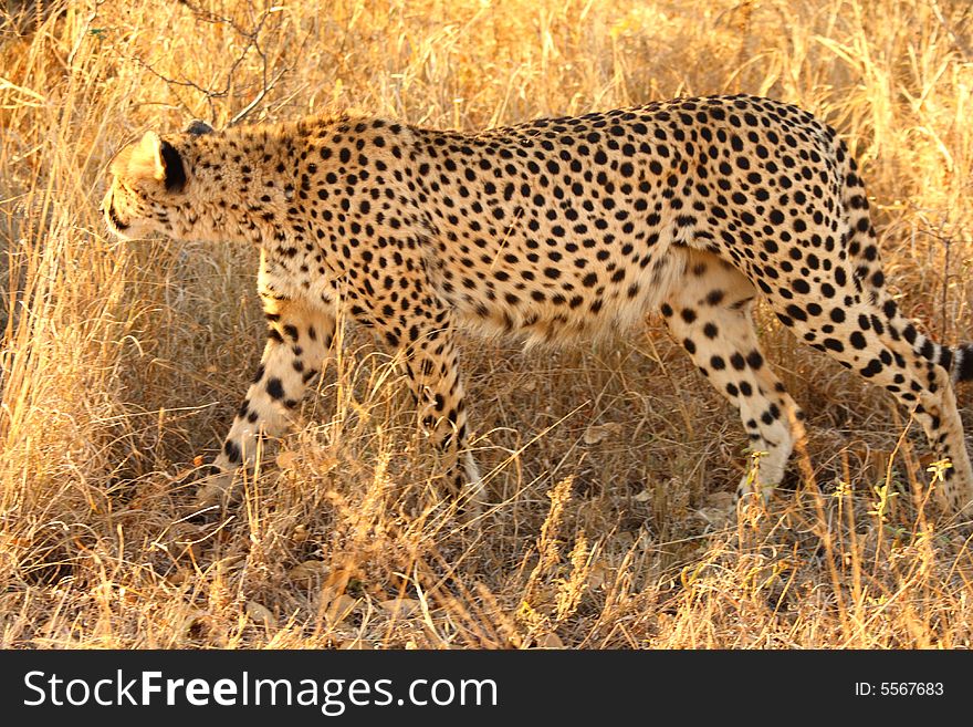 Photo of a Cheetah with a dead impala