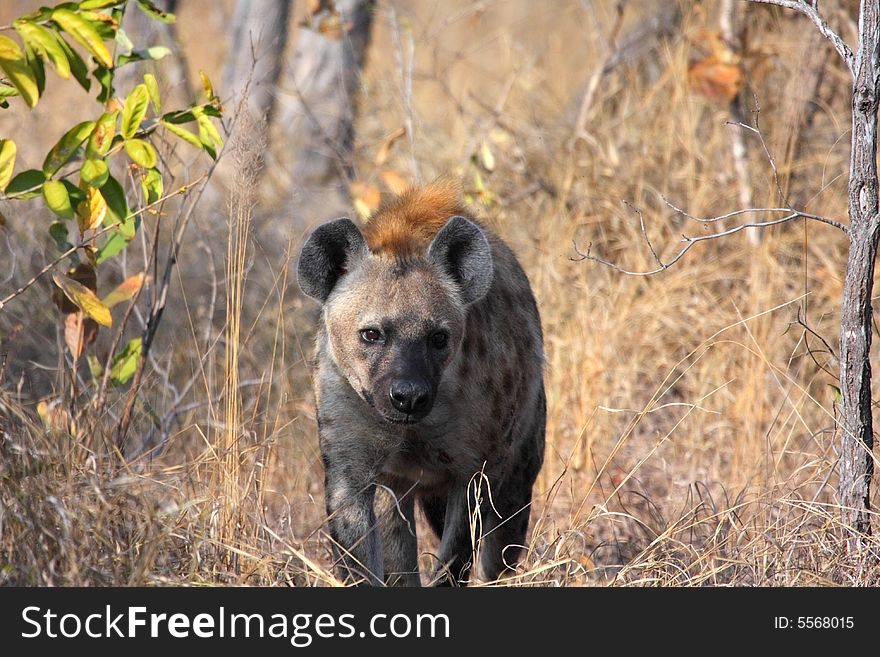 Hyena in Sabi Sands Reserve