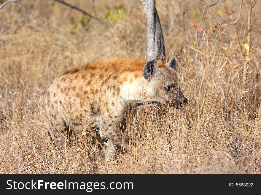 Hyena in Sabi Sands