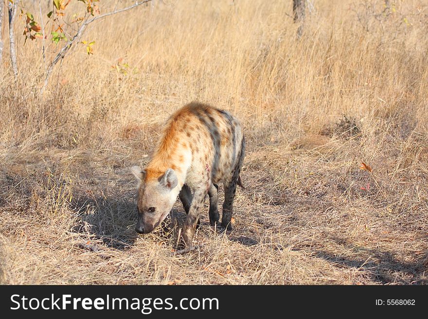 Hyena in Sabi Sands