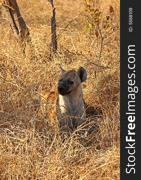 Hyena in Sabi Sands Reserve