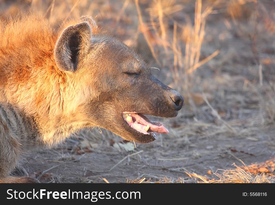 Hyena in Sabi Sands Reserve. Hyena in Sabi Sands Reserve