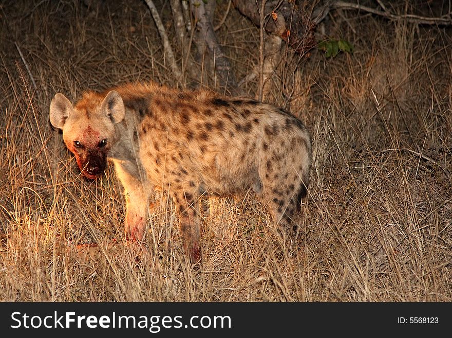 Hyena on a kill in Sabi Sands Reserve