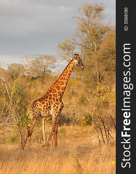 Photo of a giraffe in the Sabi Sands Reserve. Photo of a giraffe in the Sabi Sands Reserve