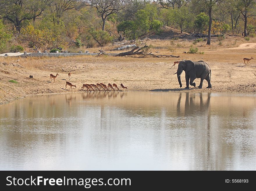 Elephant In Sabi Sands