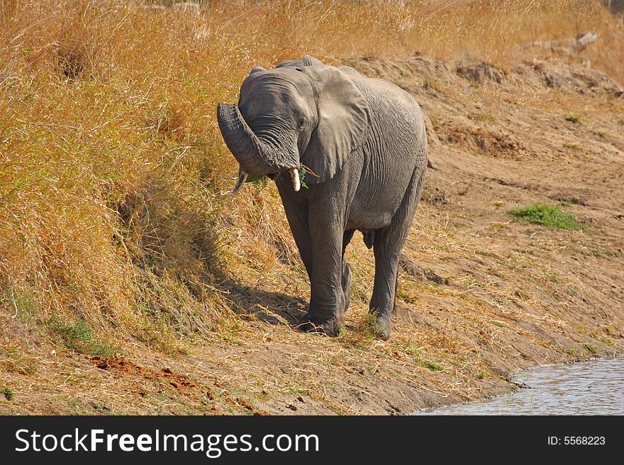 Elephant in the Sabi Sand Reserve. Elephant in the Sabi Sand Reserve