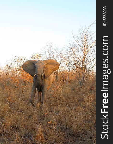 Elephant in the Sabi Sand Reserve. Elephant in the Sabi Sand Reserve