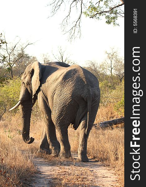 Elephant in Sabi Sands