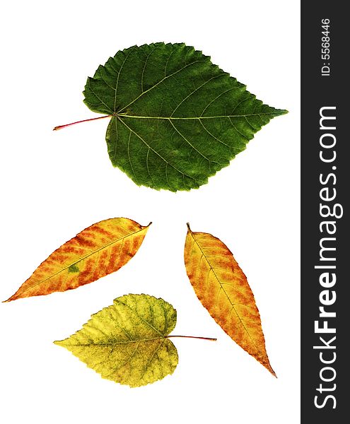 Many color leaves on white background. Many color leaves on white background