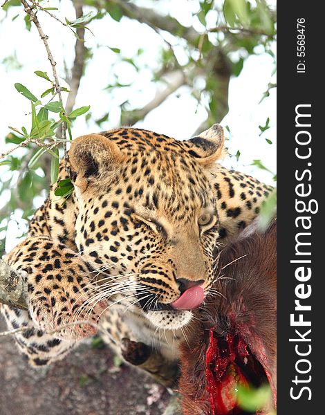 Leopard in a tree with kill in Sabi Sands Reserve. Leopard in a tree with kill in Sabi Sands Reserve