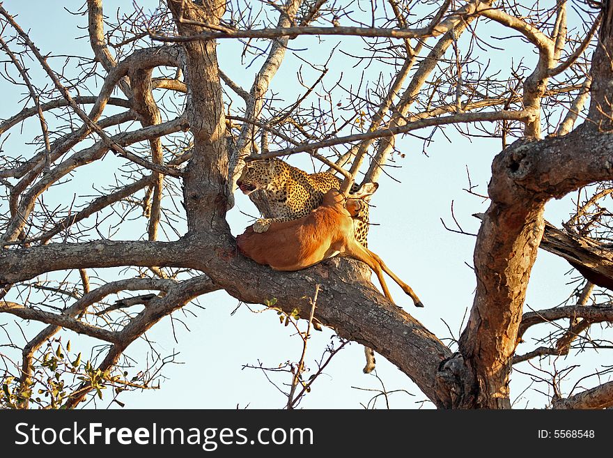Leopard in a tree with kill